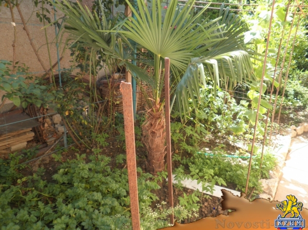 Отдых в Алуште. Однокомнатный номер в тихом месте на парочку Отдых в Крыму 2017 - жильё в Крыму без посредников - «Отдых в Алуште»