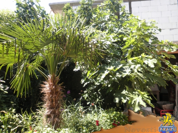 Отдых в Алуште. Однокомнатный номер в тихом месте на парочку Отдых в Крыму 2017 - жильё в Крыму без посредников - «Отдых в Алуште»