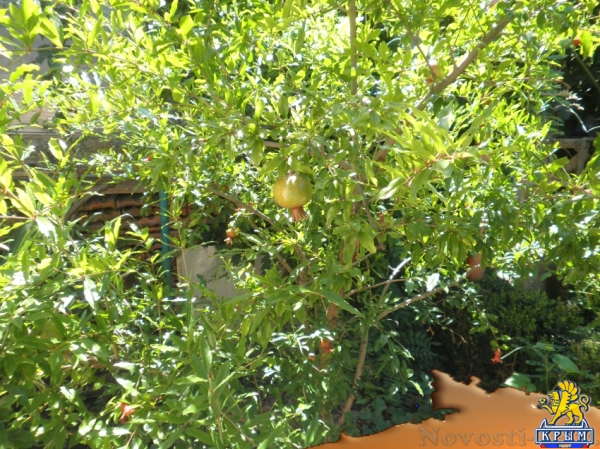 Отдых в Алуште. Однокомнатный номер в тихом месте на парочку Отдых в Крыму 2017 - жильё в Крыму без посредников - «Отдых в Алуште»