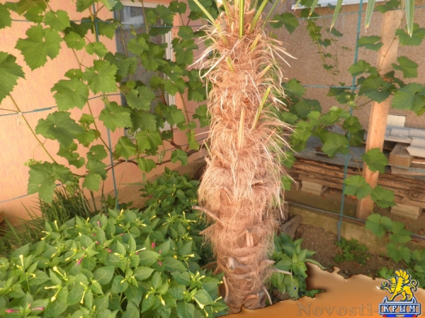 Отдых в Алуште. Однокомнатный номер в тихом месте на парочку Отдых в Крыму 2017 - жильё в Крыму без посредников - «Отдых в Алуште»