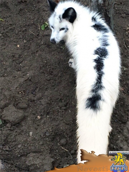 В Крыму ищут редкого белого лиса - «Новости Крыма»