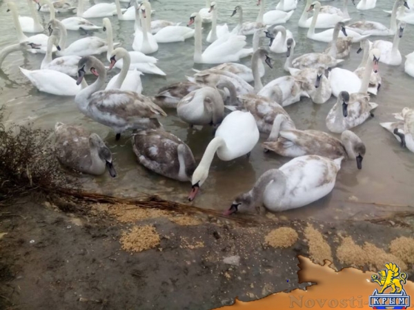 На озере Сасык-Сиваш под Евпаторией погибли более десятка лебедей (ФОТО) - «Симферополь»