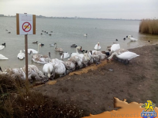 На озере Сасык-Сиваш под Евпаторией погибли более десятка лебедей (ФОТО) - «Симферополь»
