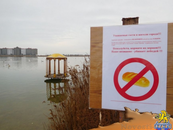 На озере Сасык-Сиваш под Евпаторией погибли более десятка лебедей (ФОТО) - «Симферополь»