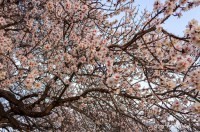 В понедельник в Крыму до 13 градусов тепла - «Новости Крыма»