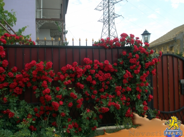 Отдых в Коктебеле. Комфортный отдых в гостевом доме Терем*ОК Отдых в Крыму 2017 - жильё в Крыму без посредников - «Отдых в Коктебеле» Отдых в Коктебеле. Комфортный отдых в гостевом доме Терем*ОК Отдых в Крыму 2017 - жильё в Крыму без посредников - «Отдых в Коктебеле»