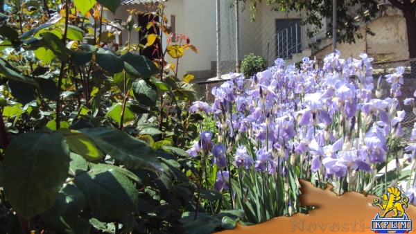 Отдых в Севастополе. Сдам две комнаты у моря Отдых в Крыму 2017 - жильё в Крыму без посредников - «Отдых в Севастополе»