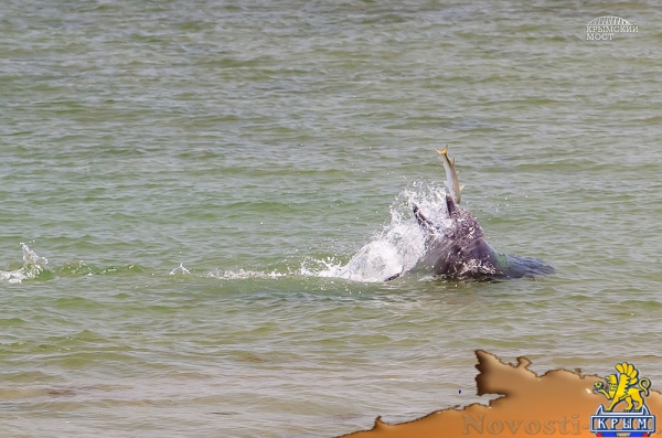 Крымский мост сосредоточил у себя дельфинов - «Керчь»