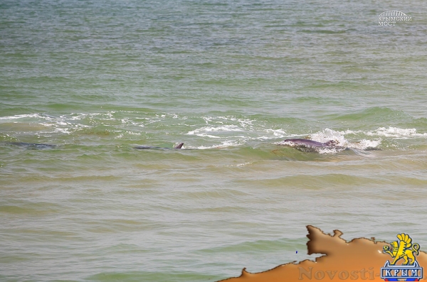 Крымский мост сосредоточил у себя дельфинов - «Керчь»