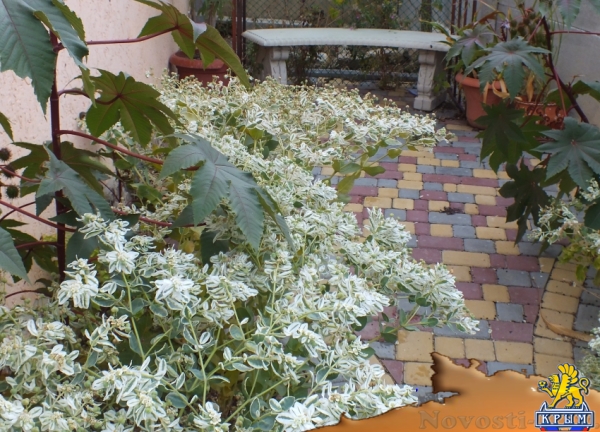 Отдых в Орджоникидзе. Котедж Морской конек -номера с кухнями Отдых в Крыму 2017 - жильё в Крыму без посредников - «Отдых в Орджоникидзе»