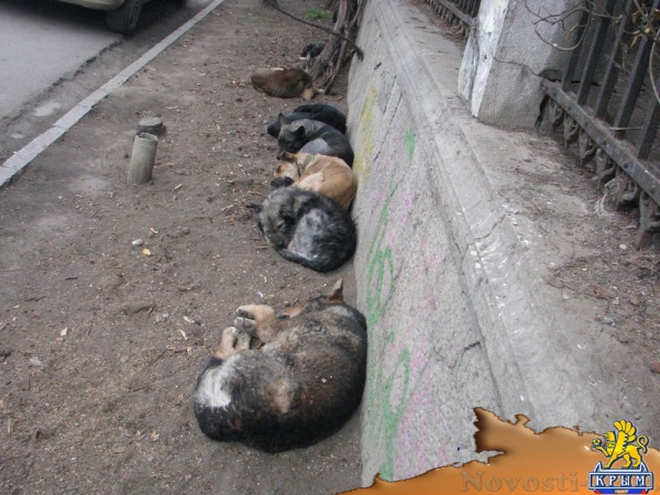 Ялтинцы жалуются на стаи бродячих собак - «Общество»