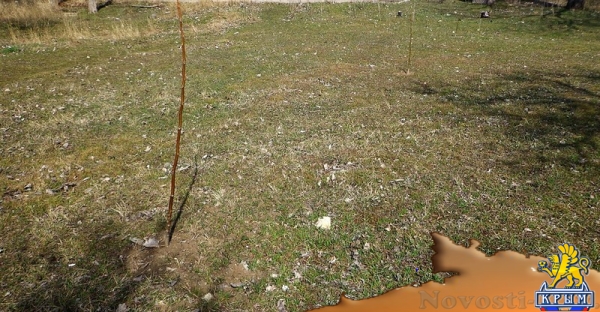 В Приморском парке дали жизнь деревьям - «Керчь»