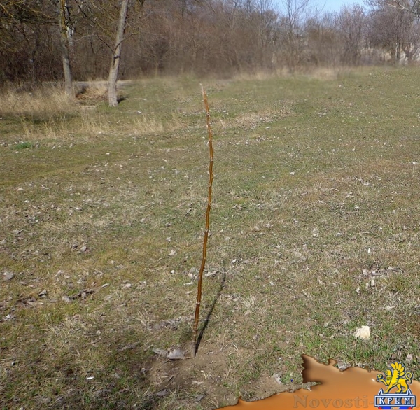 В Приморском парке дали жизнь деревьям - «Керчь»