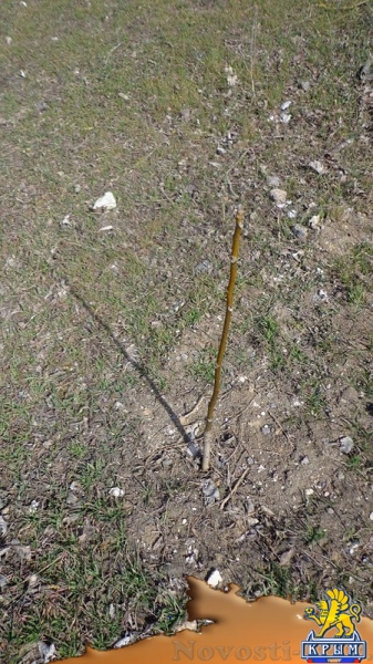 В Приморском парке дали жизнь деревьям - «Керчь»