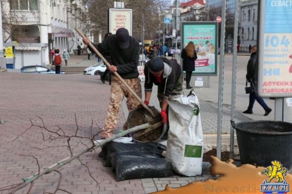 На площади Лазарева Севастополя высадили тюльпанные деревья (ФОТО)  - «Общество»