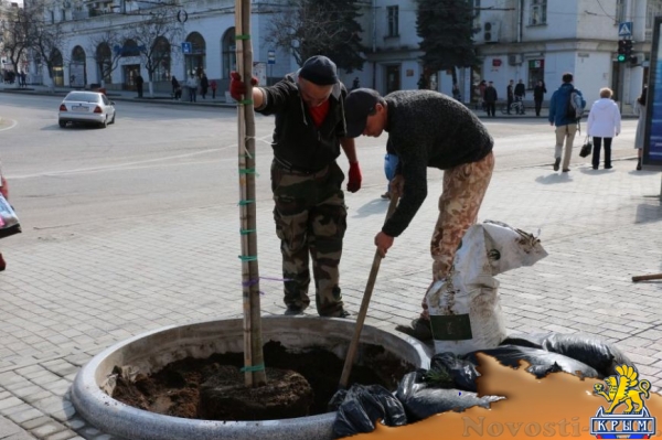 На площади Лазарева Севастополя высадили тюльпанные деревья (ФОТО)  - «Общество»