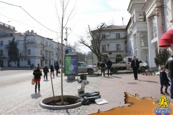 На площади Лазарева Севастополя высадили тюльпанные деревья (ФОТО)  - «Общество»