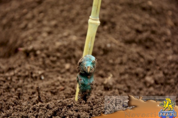 Инвестор приступил к реализации многомиллионного проекта по выращиванию винограда в Крыму (ФОТО) - «Экономика Крыма»