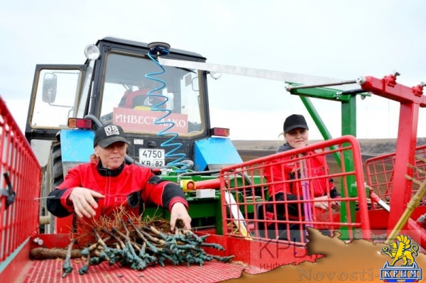 Инвестор приступил к реализации многомиллионного проекта по выращиванию винограда в Крыму (ФОТО) - «Экономика Крыма»