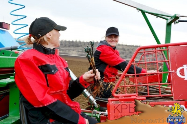 Инвестор приступил к реализации многомиллионного проекта по выращиванию винограда в Крыму (ФОТО) - «Экономика Крыма»