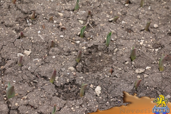 Севастопольцы обворовали клумбу на Приморском бульваре - «Новости Крыма»