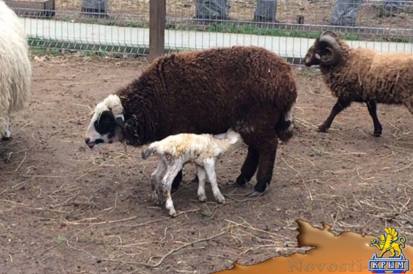 Вьетнамские свинки и горно-карпатские овцы Евпаторийского парка миниатюр принесли потомство (ФОТО) - «Общество Крыма»