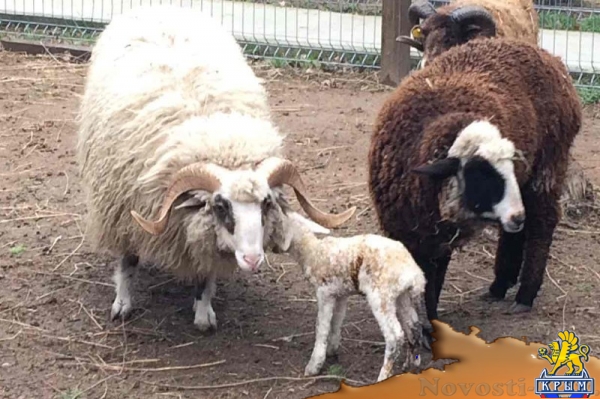 Вьетнамские свинки и горно-карпатские овцы Евпаторийского парка миниатюр принесли потомство (ФОТО) - «Общество Крыма»