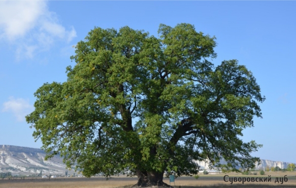 Специалисты Госкомрегистра внесли в реестр недвижимости сведения о 27 особо охраняемых природных территориях Крыма - «Госкомрегистр»