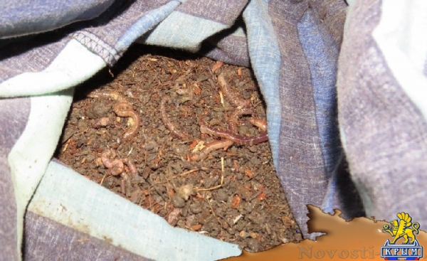 В Крым не пустили полторы тысячи дождевых червей - «Новости Крыма»