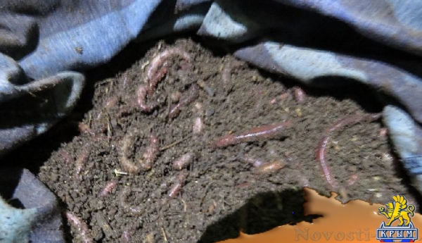 Россельхознадзор не пропустил в Крым груз с полутора тысячами украинских дождевых червей (ФОТО) - «Возвращение в Россию»