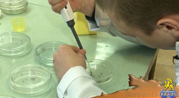 ДНК-инсектициды – ноу-хау ученых КФУ - «Культура Крыма» ДНК-инсектициды – ноу-хау ученых КФУ - «Культура Крыма»