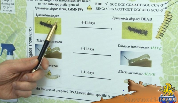 ДНК-инсектициды – ноу-хау ученых КФУ - «Культура Крыма» ДНК-инсектициды – ноу-хау ученых КФУ - «Культура Крыма»