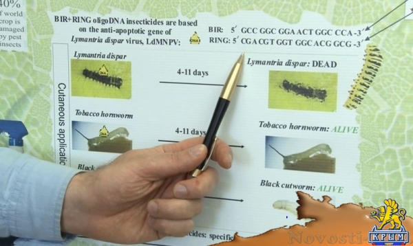 ДНК-инсектициды – ноу-хау ученых КФУ - «Культура Крыма» ДНК-инсектициды – ноу-хау ученых КФУ - «Культура Крыма»