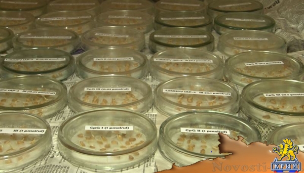 ДНК-инсектициды – ноу-хау ученых КФУ - «Культура Крыма» ДНК-инсектициды – ноу-хау ученых КФУ - «Культура Крыма»