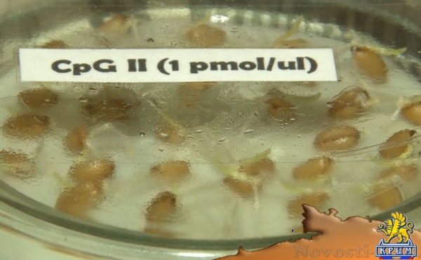 ДНК-инсектициды – ноу-хау ученых КФУ - «Культура Крыма» ДНК-инсектициды – ноу-хау ученых КФУ - «Культура Крыма»