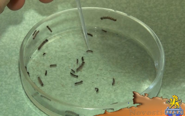 ДНК-инсектициды – ноу-хау ученых КФУ - «Культура Крыма» ДНК-инсектициды – ноу-хау ученых КФУ - «Культура Крыма»