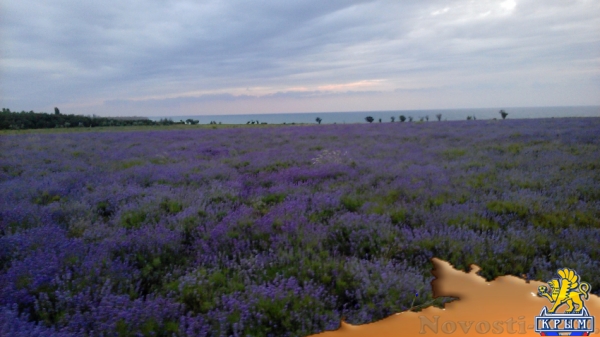 Отдых-эконом в Севастополе. В Тихом Месте у Моря с Комфортом отдельные номера в гостевом доме с. Андреевка Отдых в Крыму 2017 - жильё в Крыму без посредников - «Отдых в Севастополе»