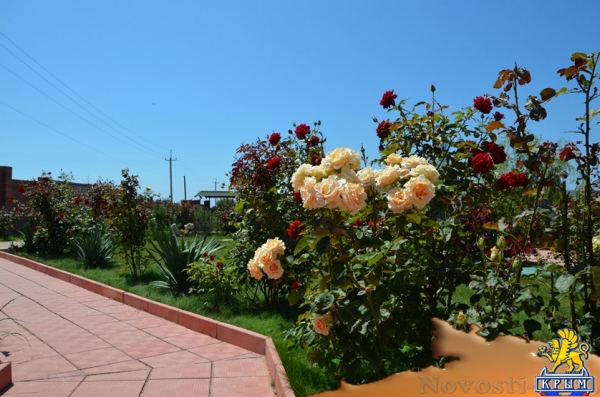 Отдых-эконом в Севастополе. Отдых и жилье у моря в Крыму с питанием, частный сектор - Черное море. Отдых в Крыму 2017 - жильё в Крыму без посредников - «Отдых в Севастополе»