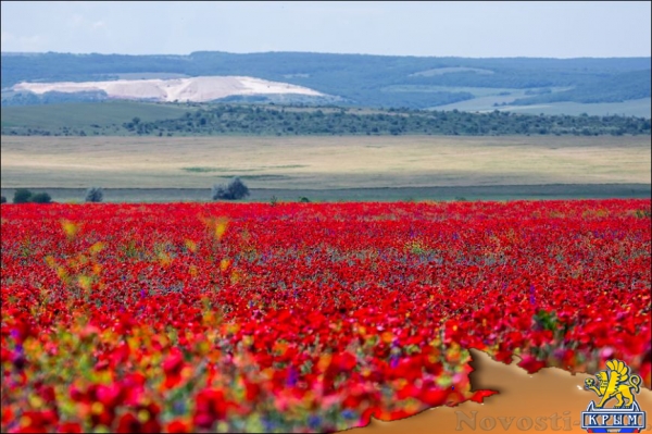 Цветущие поля: где и когда искать в Крыму тюльпаны и маки для восхитительных фото - «Симферополь» Цветущие поля: где и когда искать в Крыму тюльпаны и маки для восхитительных фото - «Симферополь»