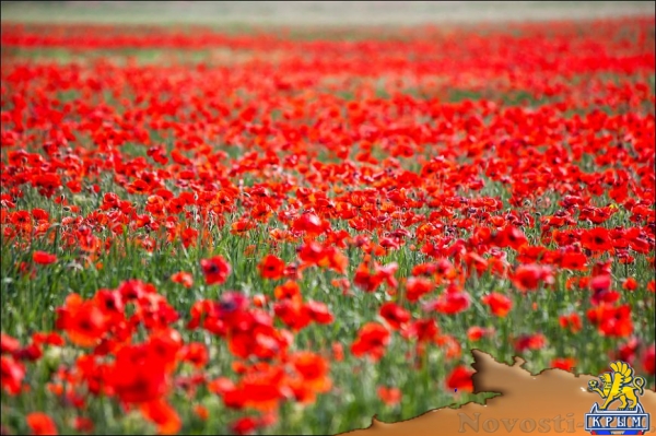 Цветущие поля: где и когда искать в Крыму тюльпаны и маки для восхитительных фото - «Симферополь» Цветущие поля: где и когда искать в Крыму тюльпаны и маки для восхитительных фото - «Симферополь»