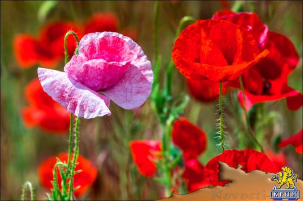 Цветущие поля: где и когда искать в Крыму тюльпаны и маки для восхитительных фото - «Симферополь» Цветущие поля: где и когда искать в Крыму тюльпаны и маки для восхитительных фото - «Симферополь»