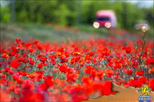 Цветущие поля: где и когда искать в Крыму тюльпаны и маки для восхитительных фото - «Симферополь» Цветущие поля: где и когда искать в Крыму тюльпаны и маки для восхитительных фото - «Симферополь»