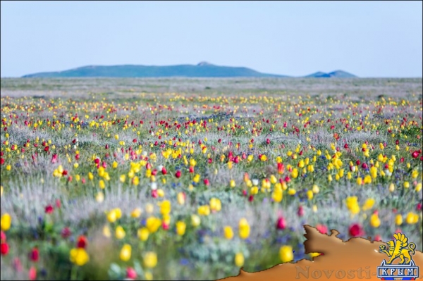 Цветущие поля: где и когда искать в Крыму тюльпаны и маки для восхитительных фото - «Симферополь» Цветущие поля: где и когда искать в Крыму тюльпаны и маки для восхитительных фото - «Симферополь»