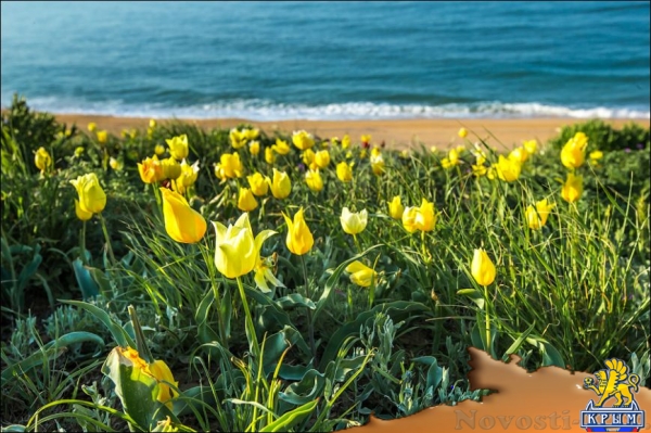 Цветущие поля: где и когда искать в Крыму тюльпаны и маки для восхитительных фото - «Симферополь» Цветущие поля: где и когда искать в Крыму тюльпаны и маки для восхитительных фото - «Симферополь»