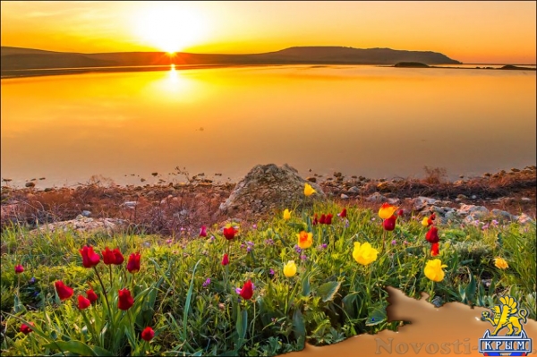 Цветущие поля: где и когда искать в Крыму тюльпаны и маки для восхитительных фото - «Симферополь» Цветущие поля: где и когда искать в Крыму тюльпаны и маки для восхитительных фото - «Симферополь»