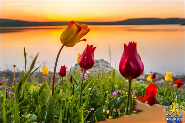 Цветущие поля: где и когда искать в Крыму тюльпаны и маки для восхитительных фото - «Симферополь» Цветущие поля: где и когда искать в Крыму тюльпаны и маки для восхитительных фото - «Симферополь»