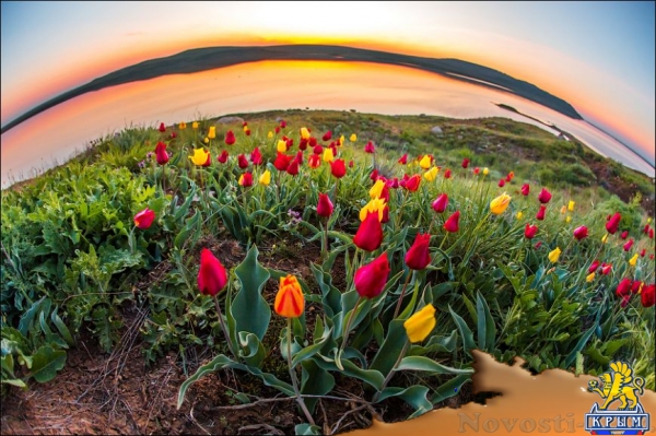 Цветущие поля: где и когда искать в Крыму тюльпаны и маки для восхитительных фото - «Симферополь» Цветущие поля: где и когда искать в Крыму тюльпаны и маки для восхитительных фото - «Симферополь»