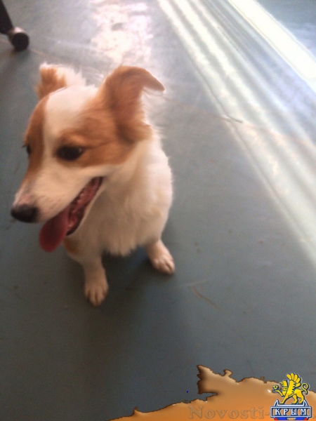 На «Институте» найден домашний пес - «Керчь»