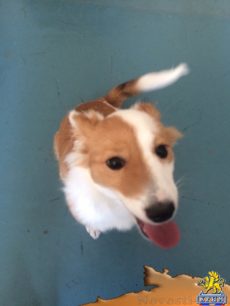 На «Институте» найден домашний пес - «Керчь»
