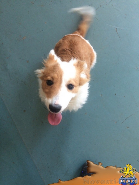 На «Институте» найден домашний пес - «Керчь»